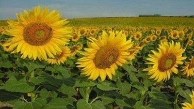 Girasol: con menores rindes, terminó la cosecha en el Norte