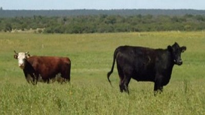 Bariloche: Provincia y Municipio trabajarán en conjunto para combatir la faena clandestina y el abigeato