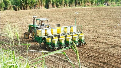 La quita de retenciones incrementó 27% la siembra de maíz en la última campaña