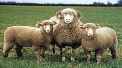 Impulso del gobierno bonaerense a la producción ovina