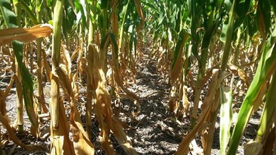 Del maíz a la soja: así están los cultivos en el sudeste bonaerense tras la sequía