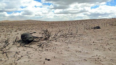 Se declaró la emergencia agropecuaria en la Provincia de Buenos Aires