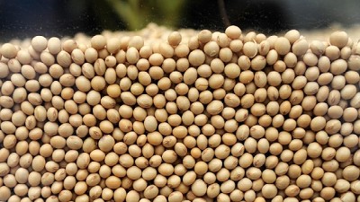 La importancia de presentar las Declaraciones Juradas de soja y trigo