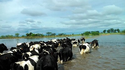Cayó 30% la producción lechera  en la Prov. de Entre Rios