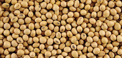 Soja: afirman que este año podría haber una nueva ley de semillas