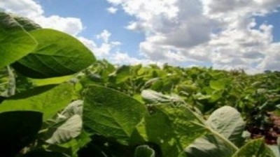 Soja: críticas al límite en el reintegro a las retenciones