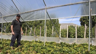 Frutas a 80 km del glaciar: Las Moras supera el rigor del clima y genera productos de alta calidad