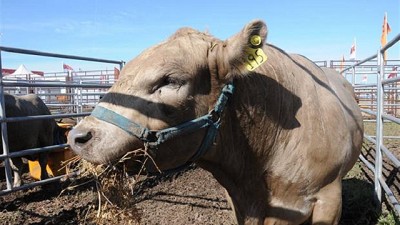 Expoagro: la ganadería estará a pleno y con toda la tecnología