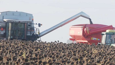 Finalizó la cosecha de girasol en el noroeste del país con rindes menores a lo esperado