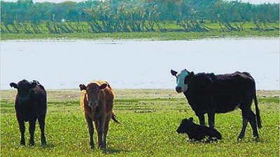 Lanzan fideicomiso que acepta el aporte de terneros como inversión