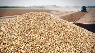 A cosechar la gruesa, por Fernando Vazquez