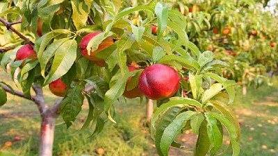 Primera variedad de nectarina para los valles de la fruta primicia