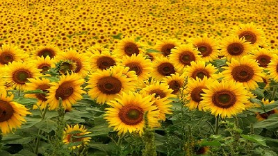 Los productores del centro y el oeste de Buenos Aires volvieron al girasol  
