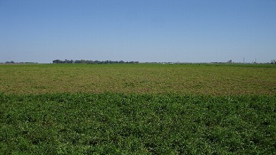 Implantación de pasturas base alfalfa