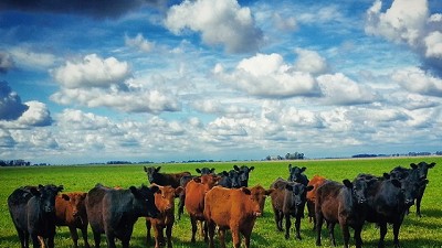 La recría de terneros y la importancia de la relación compra-venta