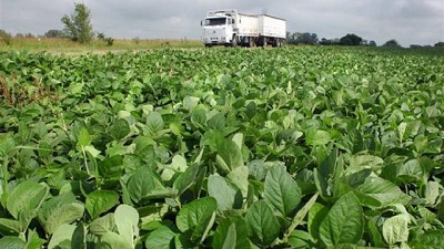 Micronutrientes: límite invisible de la soja