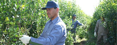 Los precios al productor dispararon la crisis en el sector de la yerba