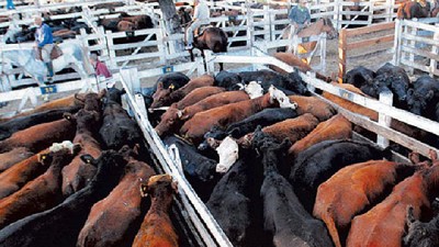 La compra de ganado para faena pagará a cuenta IVA e Ingresos Brutos