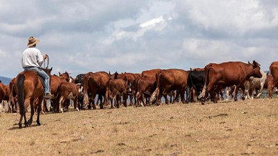 Cómo invertir en ganadería