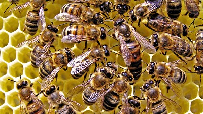 Radio: Además de 35.000 tons de Miel exportamos genética de abejas reinas