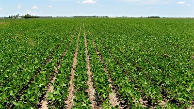 Volvió a subir el valor del aceite de soja en Chicago