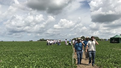 El sorgo presenta batalla a las malezas