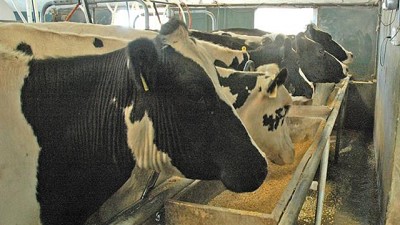 Ola de calor: qué hacer para reducir el impacto en las vacas de tambo