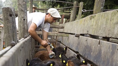 El 6 de marzo comienza la primera campaña de vacunación antiaftosa en Formosa