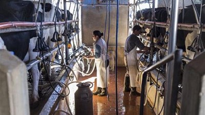 Por qué 2016 fue un mal año para el sector lácteo