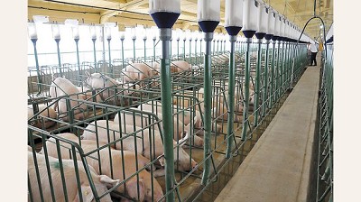 Creció 135% la importación de carne de cerdo en el primer bimestre del año