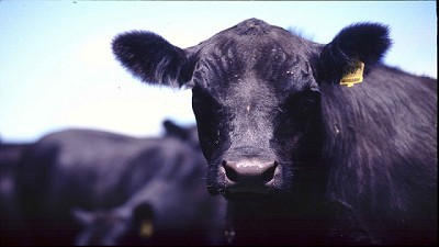 Más de 44 millones de bovinos fueron vacunados contra la fiebre aftosa en la segunda campaña de 2016