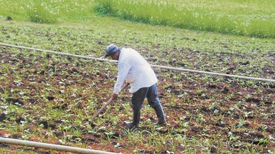 Newsan apostó a un pool de siembra para incrementar 25% sus exportaciones de maní