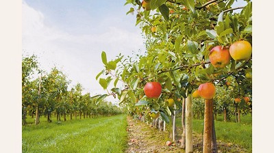 La producción de peras y manzanas fue la más baja de los últimos 10 años