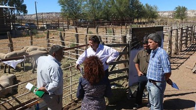 El Gobierno financió el 60% de los reproductores vendidos en las exposiciones ovinas