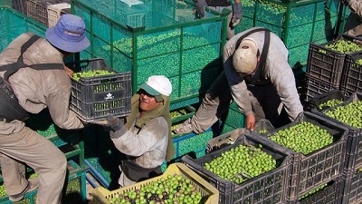 Con un importante acompañamiento de Nación, La Rioja afianza el clúster olivícola