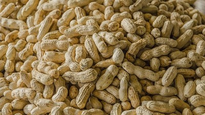 Creció la producción de maní debido al clima favorable y al avance tecnológico