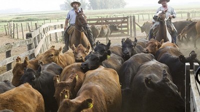 Primera campaña anual de vacunación contra la fiebre aftosa 2017