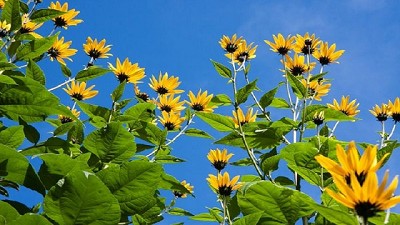 Topinambur: un cultivo rústico que avanza en la Argentina