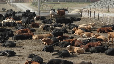 Cautela de los feedloteros en la zafra de terneros