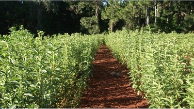 Nueva variedad de estevia: una vuelta a lo natural