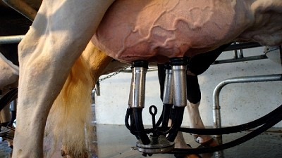 En marzo se desplomó el rendimiento individual de las vacas entre 2 y 6 litros/día