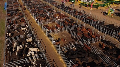 La ganadería de AgroActiva tendrá buen resguardo con los corrales de Farmquip