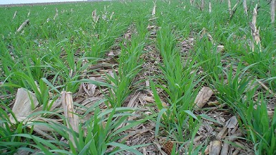 Cultivos de cobertura, aliados para producir y cuidar los recursos