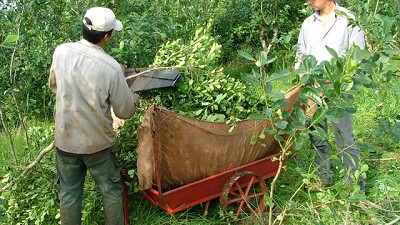 Radio: ¿Cuál es el acuerdo al que llegó el sector yerbatero?; con J. Haddad