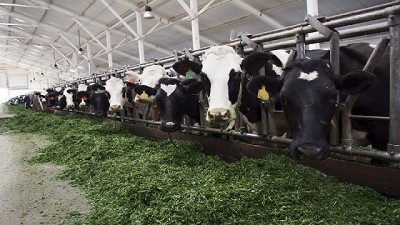 Producción mundial de leche, los hemisferios se compensaron