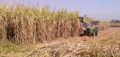 La caña de azúcar argentina emite menos gases