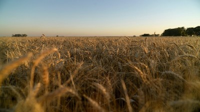 El trigo como fuerza de trabajo y producción bonaerense