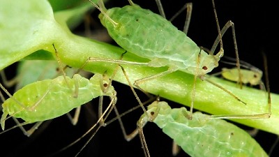 Radio: Orugas, chinches, trips... pero ¡cuidado con los pulgones!; con D. Igarzabal