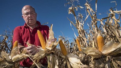 Señor pochoclo: del lote a la exportación, agrega valor con el maíz pisingallo