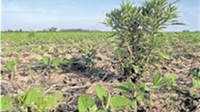 Este otoño es clave para el control de malezas